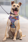 Celebration 'Animal Welfare League' Dog Harness