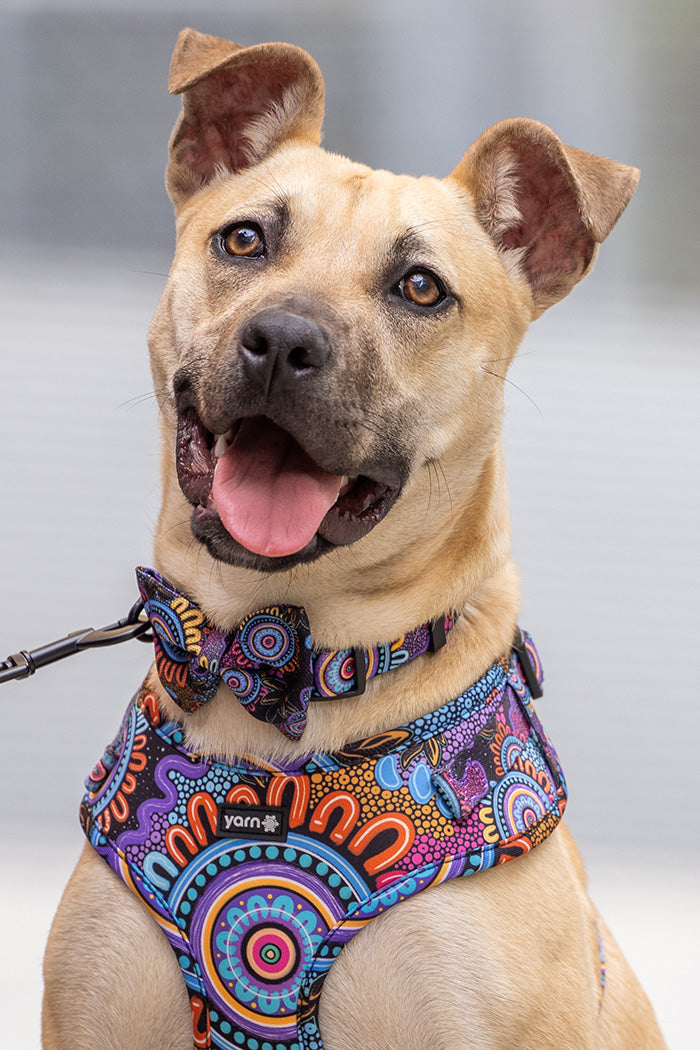 Celebration 'Animal Welfare League' Dog Harness