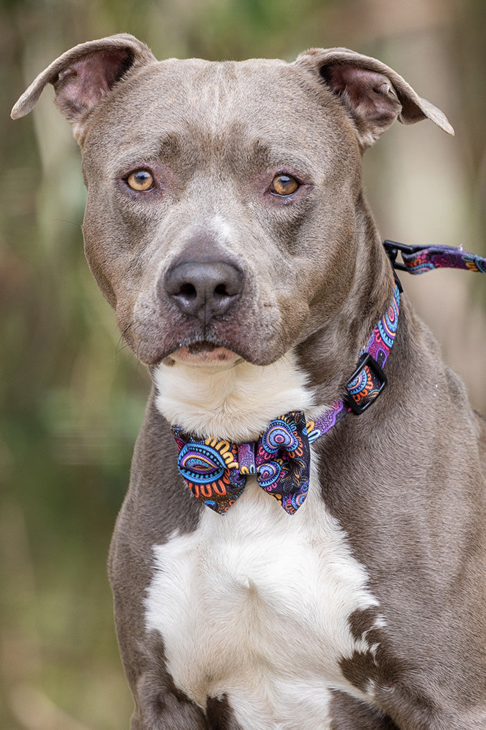 Celebration 'Animal Welfare League' Dog Collar and Bow Pack