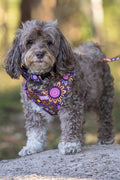 Country Resources 'Animal Welfare League' Dog Harness