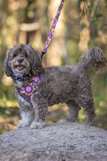 Country Resources 'Animal Welfare League' Dog Harness