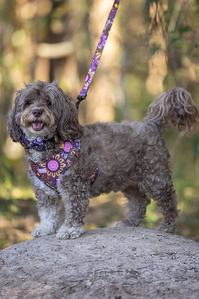 Country Resources 'Animal Welfare League' Dog Leash and Harness