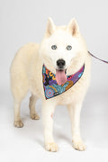 Celebration 'Animal Welfare League' Dog Bandana