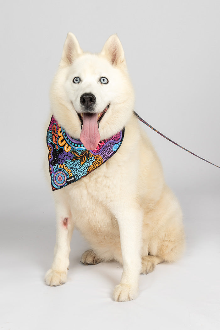 Celebration 'Animal Welfare League' Dog Bandana