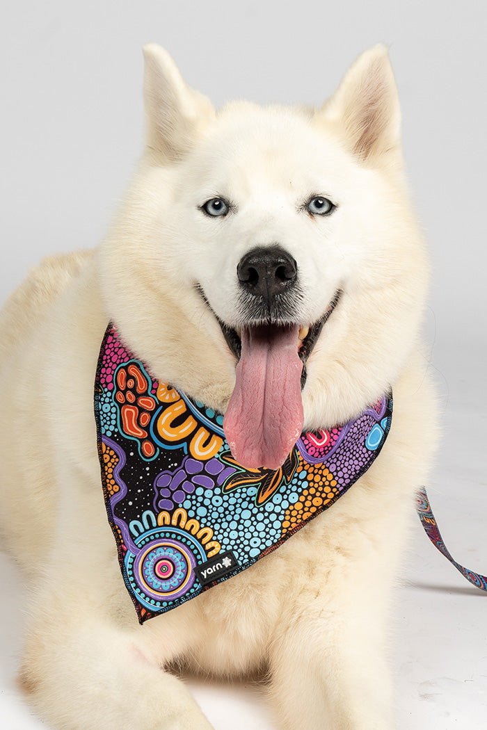 Celebration 'Animal Welfare League' Dog Bandana