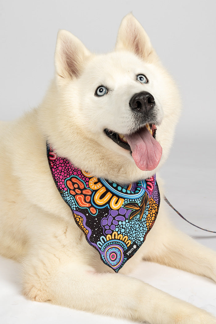 Celebration 'Animal Welfare League' Dog Bandana