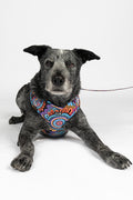 Celebration 'Animal Welfare League' Dog Harness