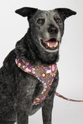 Country Resources 'Animal Welfare League' Dog Harness