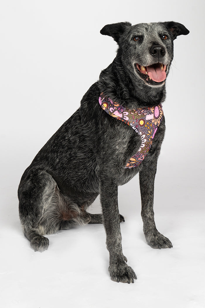 Country Resources 'Animal Welfare League' Dog Harness