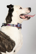 Celebration 'Animal Welfare League' Dog Collar and Bow Pack