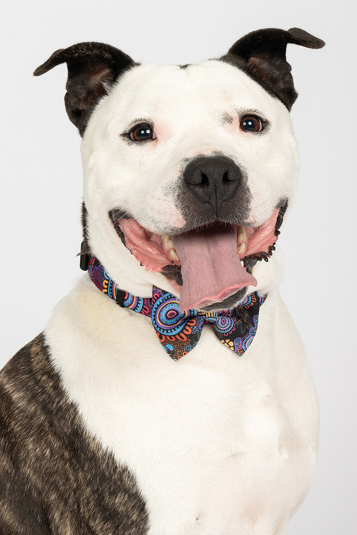 Celebration 'Animal Welfare League' Dog Collar and Bow Pack