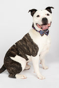 Celebration 'Animal Welfare League' Dog Collar and Bow Pack