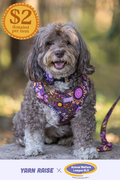 Country Resources 'Animal Welfare League' Dog Harness