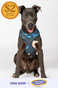 Deadly Dads 'Animal Welfare League' Dog Harness